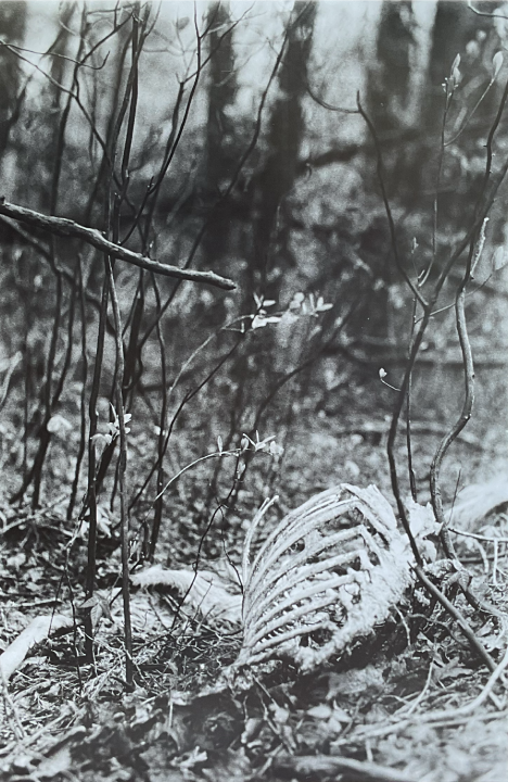 Nature 3